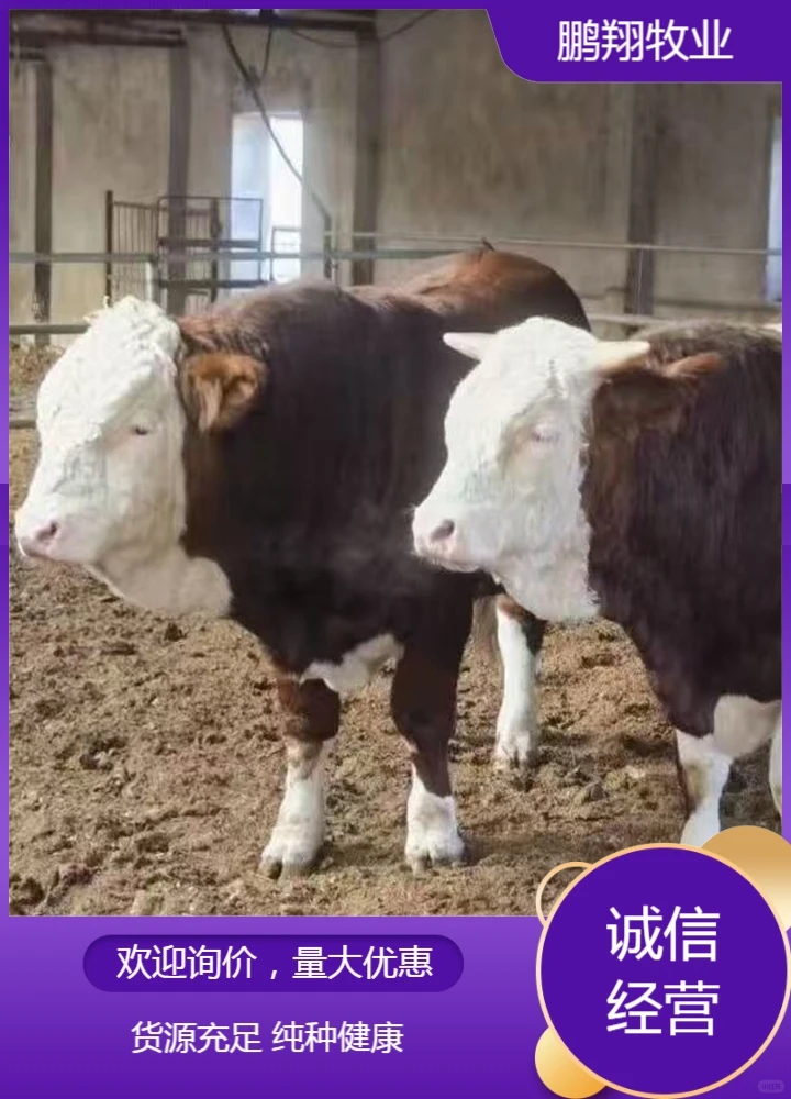 鹏翔牧业活牛