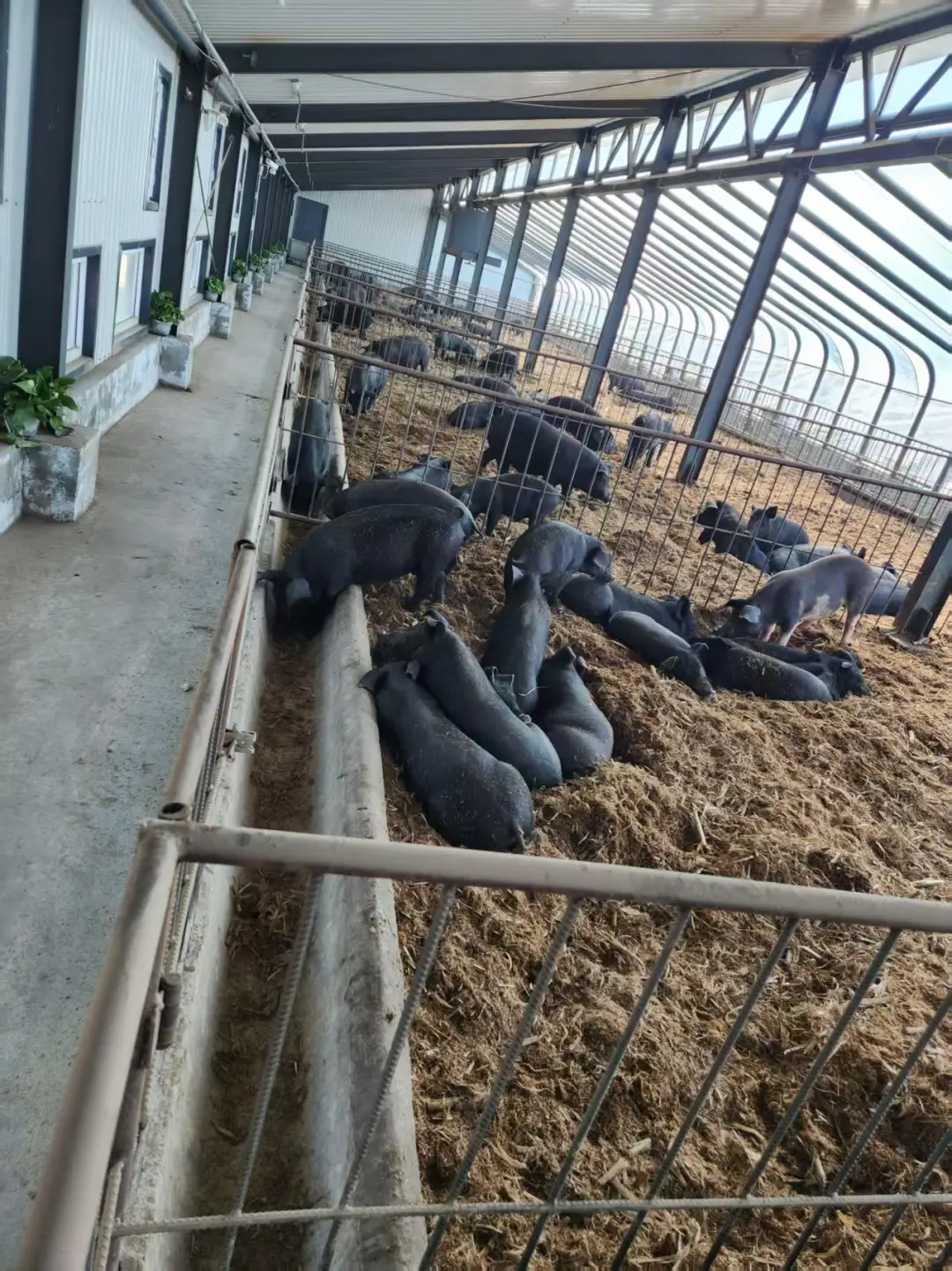 发酵床技术，真的能让你少走超多弯路！！！