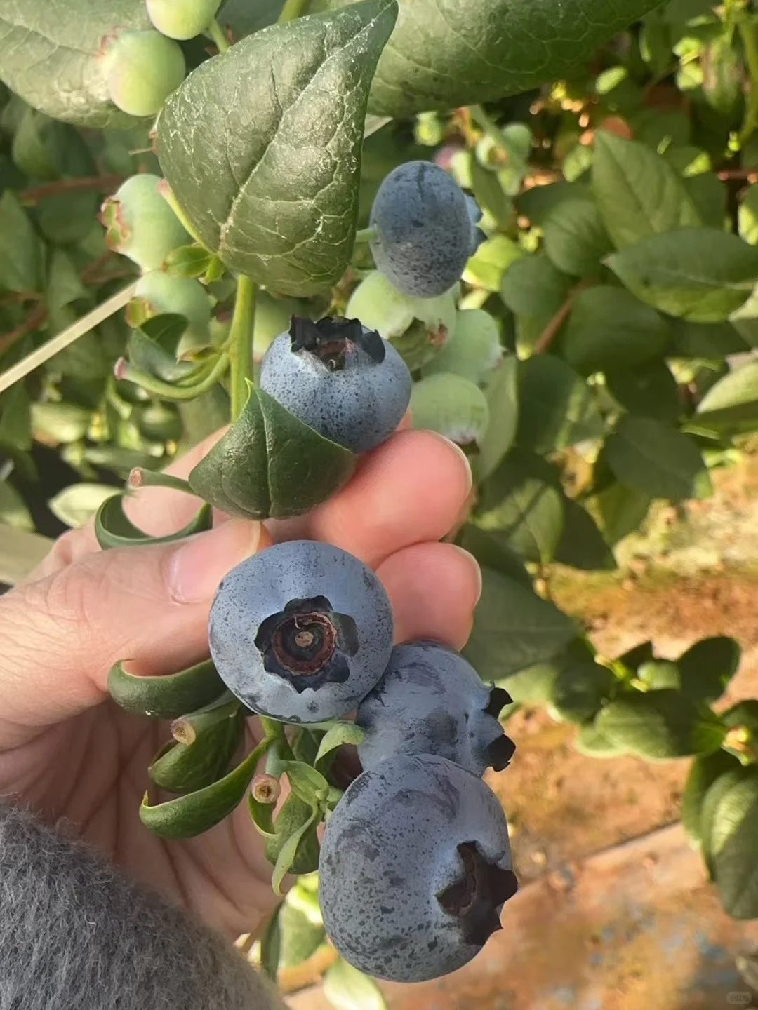 褚氏农业品质保障！脆甜到想当饭吃~