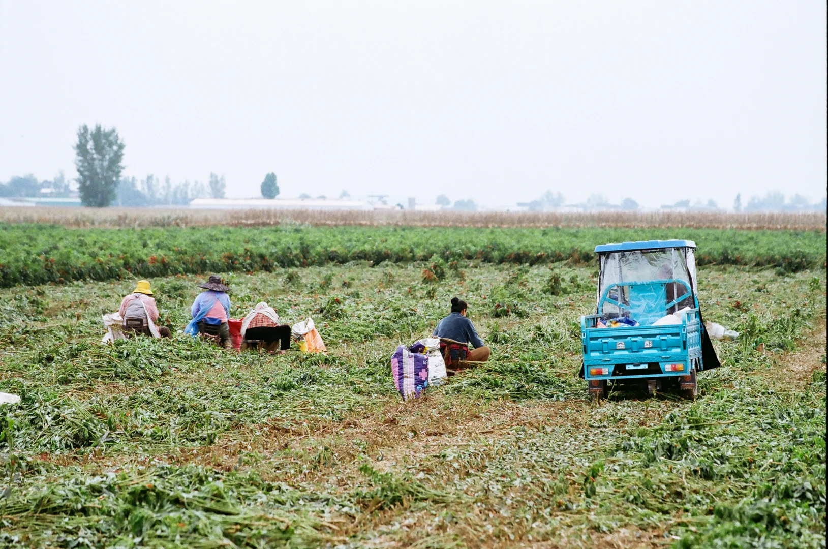 研岗村：河南漯河临颍县小村庄的秋天