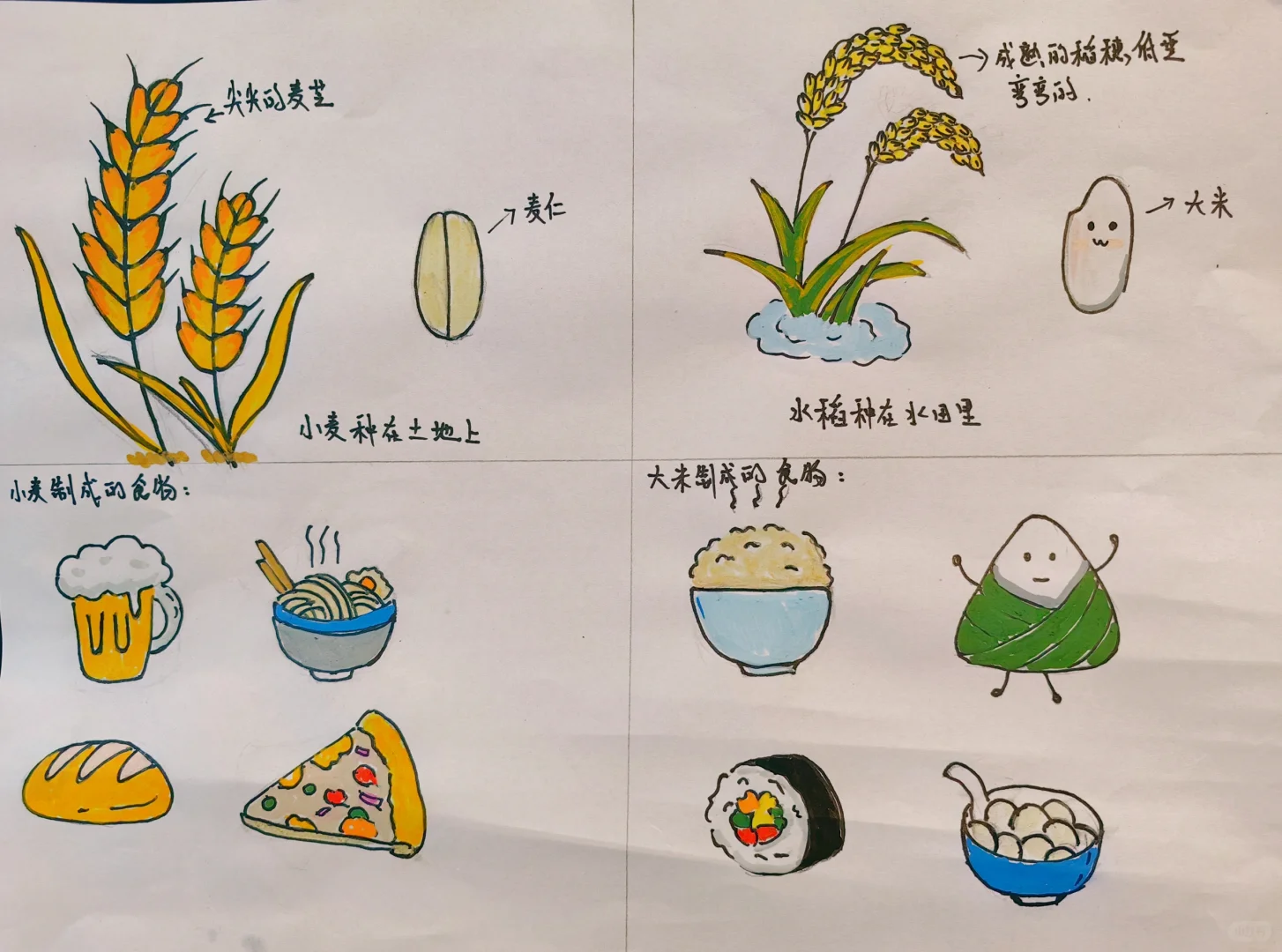 幼儿园作业《麦子与水稻的区别》