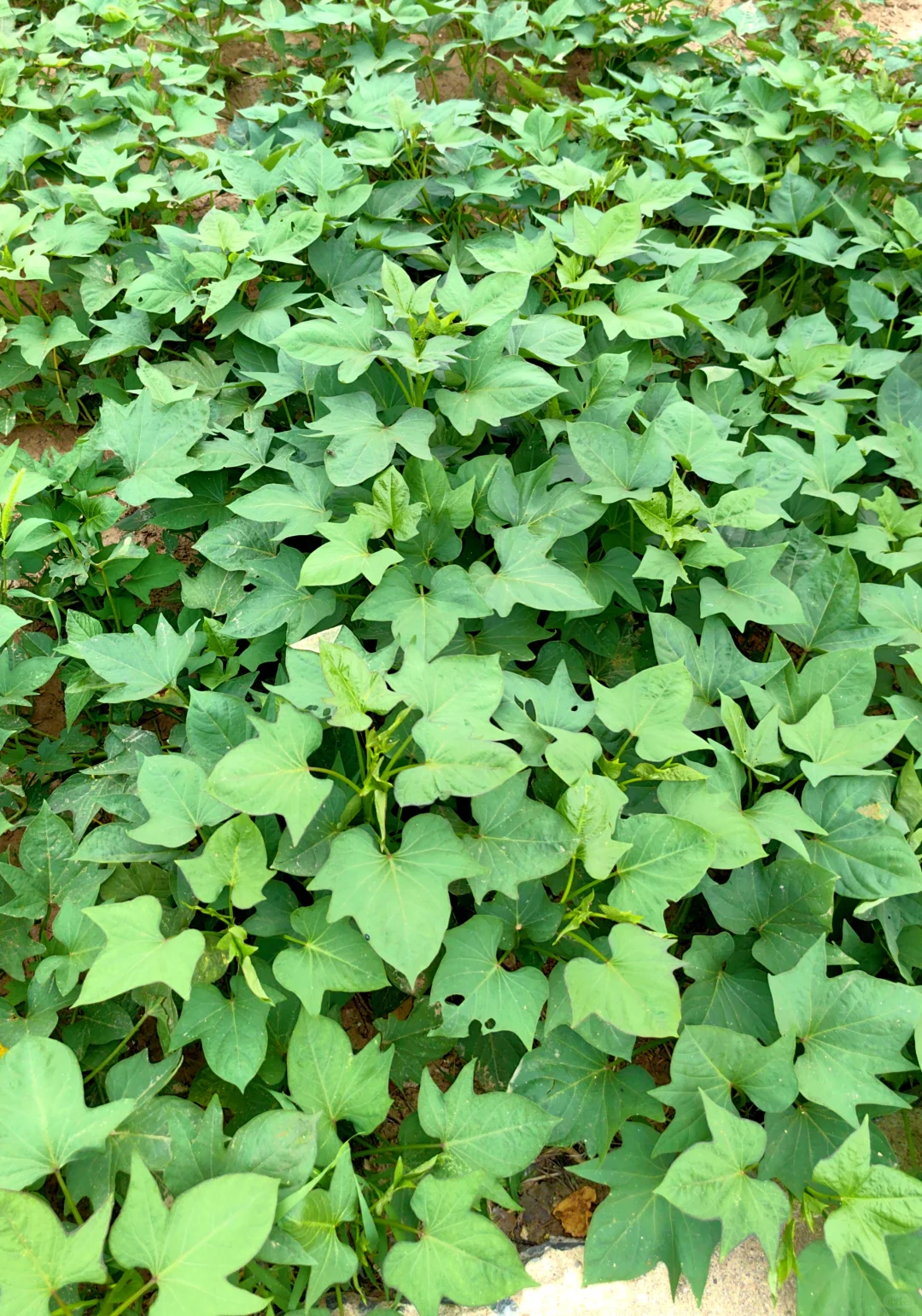 经常在吃 但你认得出几个？??