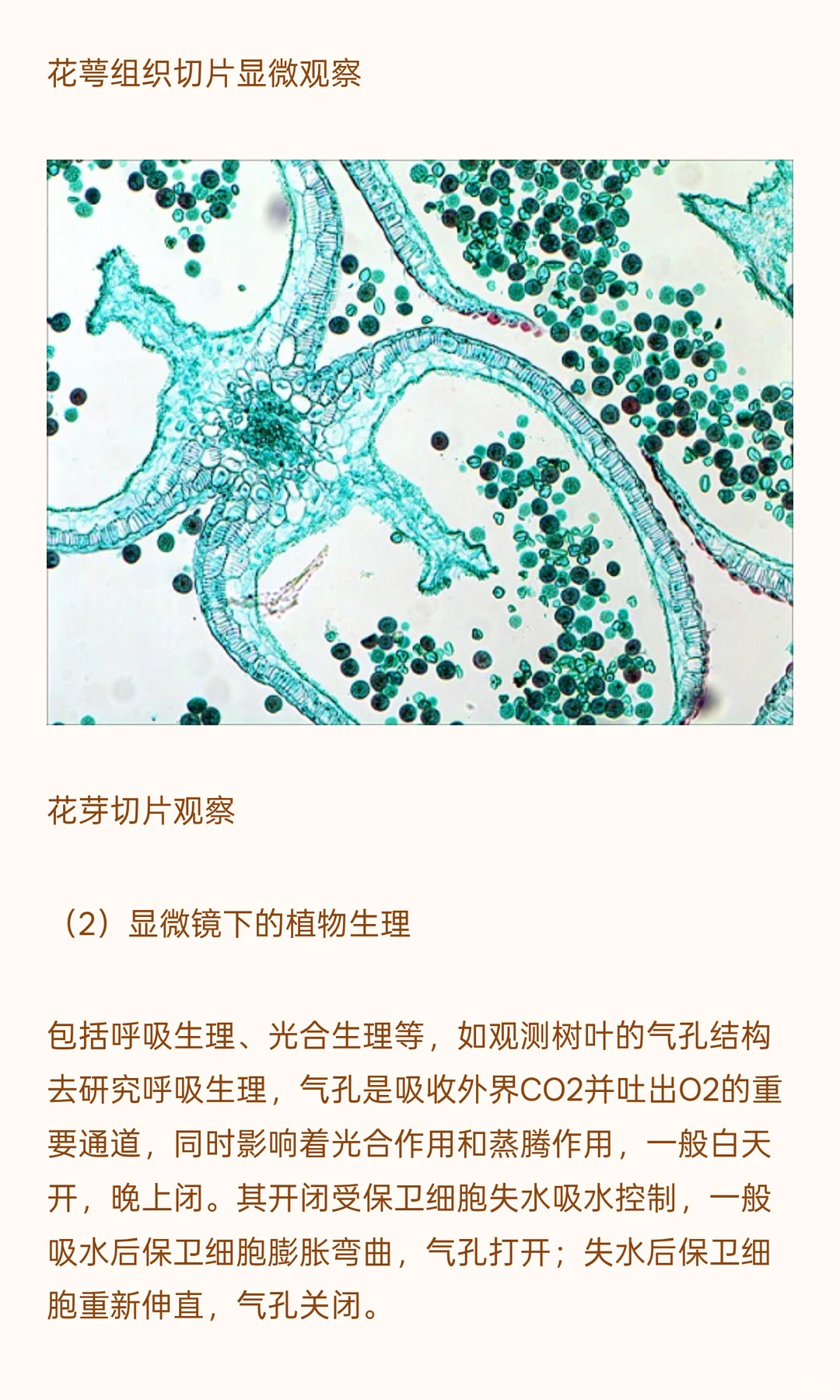 植物学研究用什么显微镜？