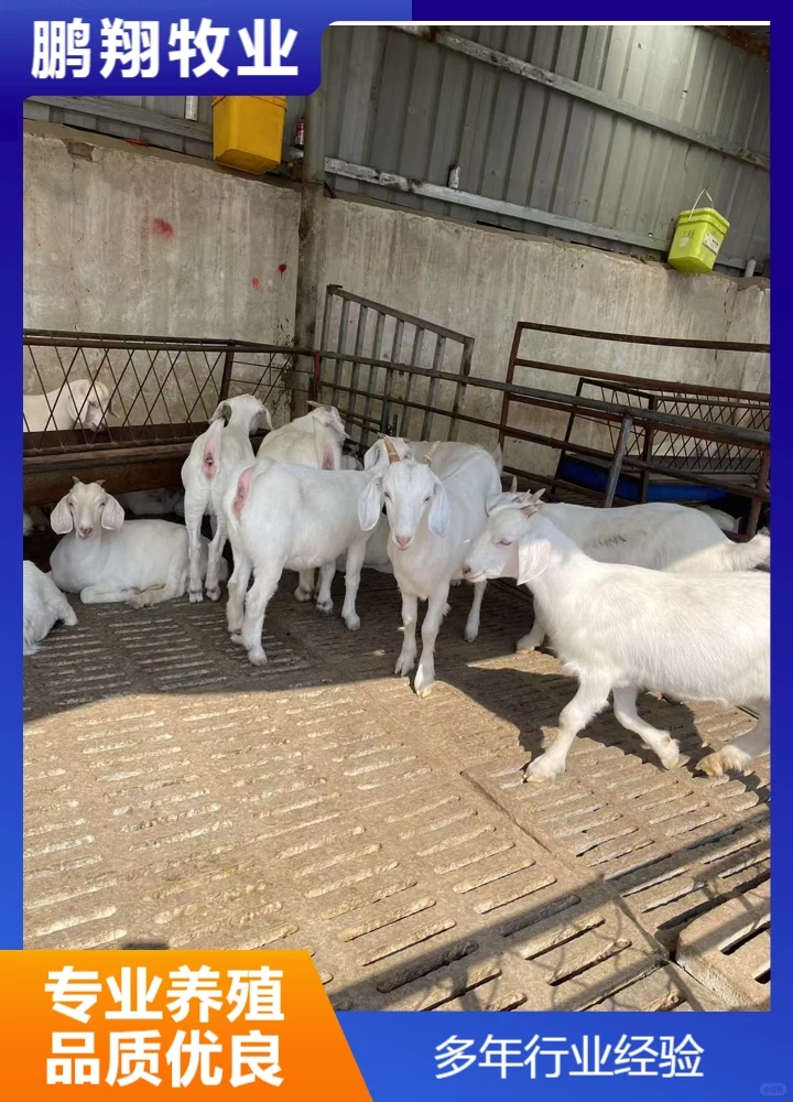 鹏翔牧业种公羊
