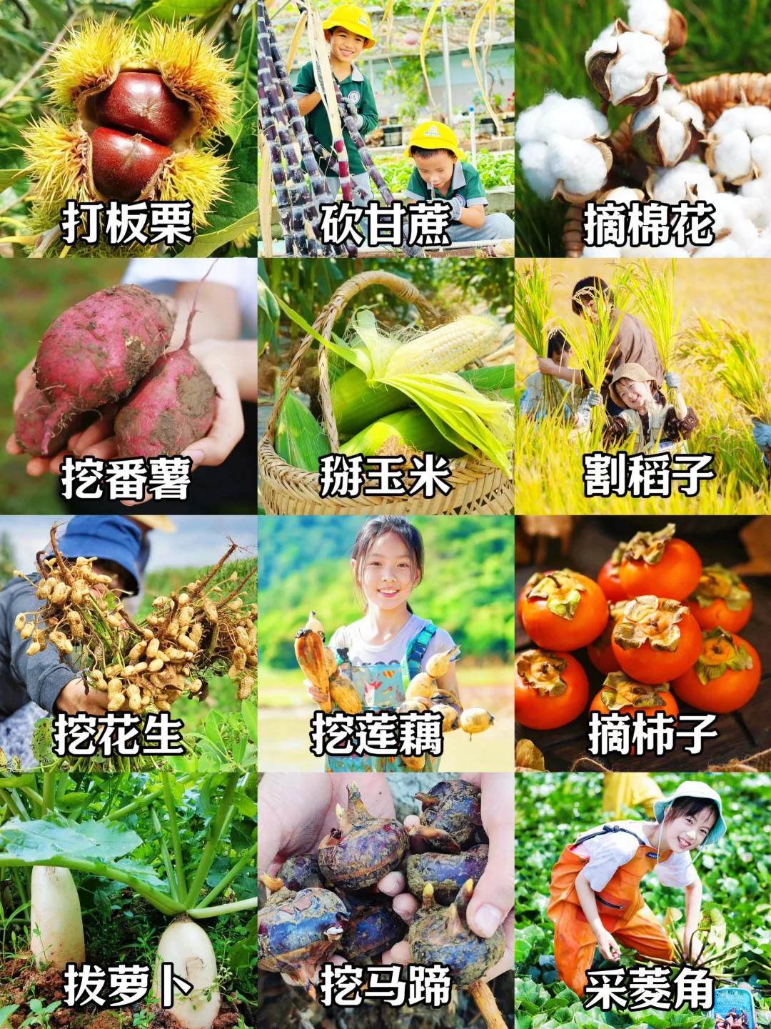 杭州秋季亲子活动‼️带娃打卡12项农事体验?