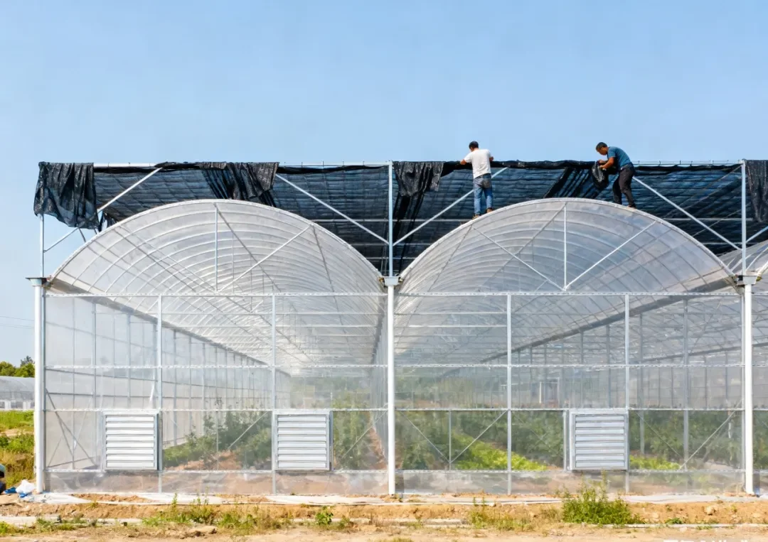 《新棚友》连栋薄膜温室大棚简介