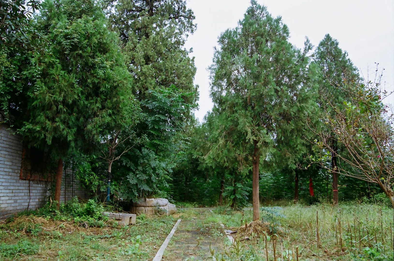 研岗村：河南漯河临颍县小村庄的秋天