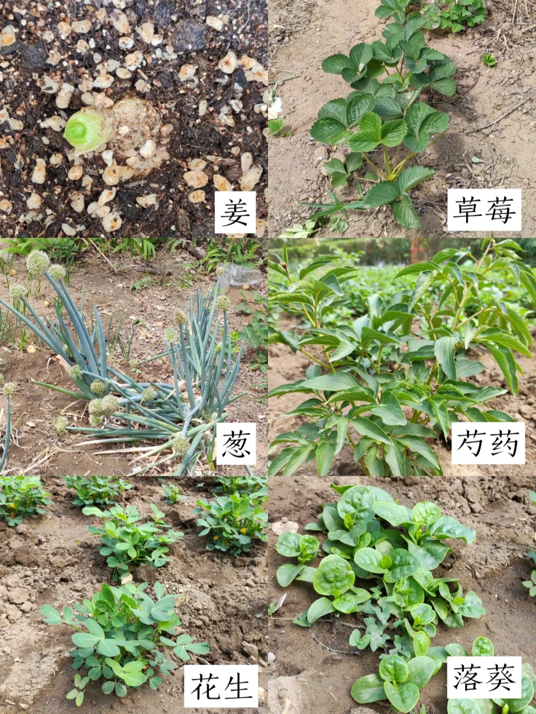 5种农作物+1种花