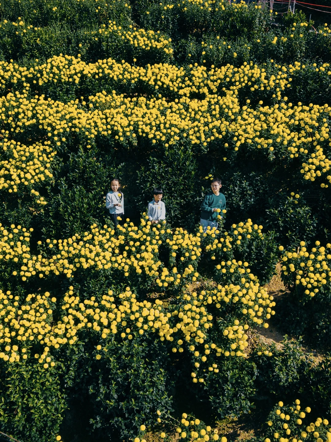 皖南的秋:待到徽州秋尽日，我花开后百花杀