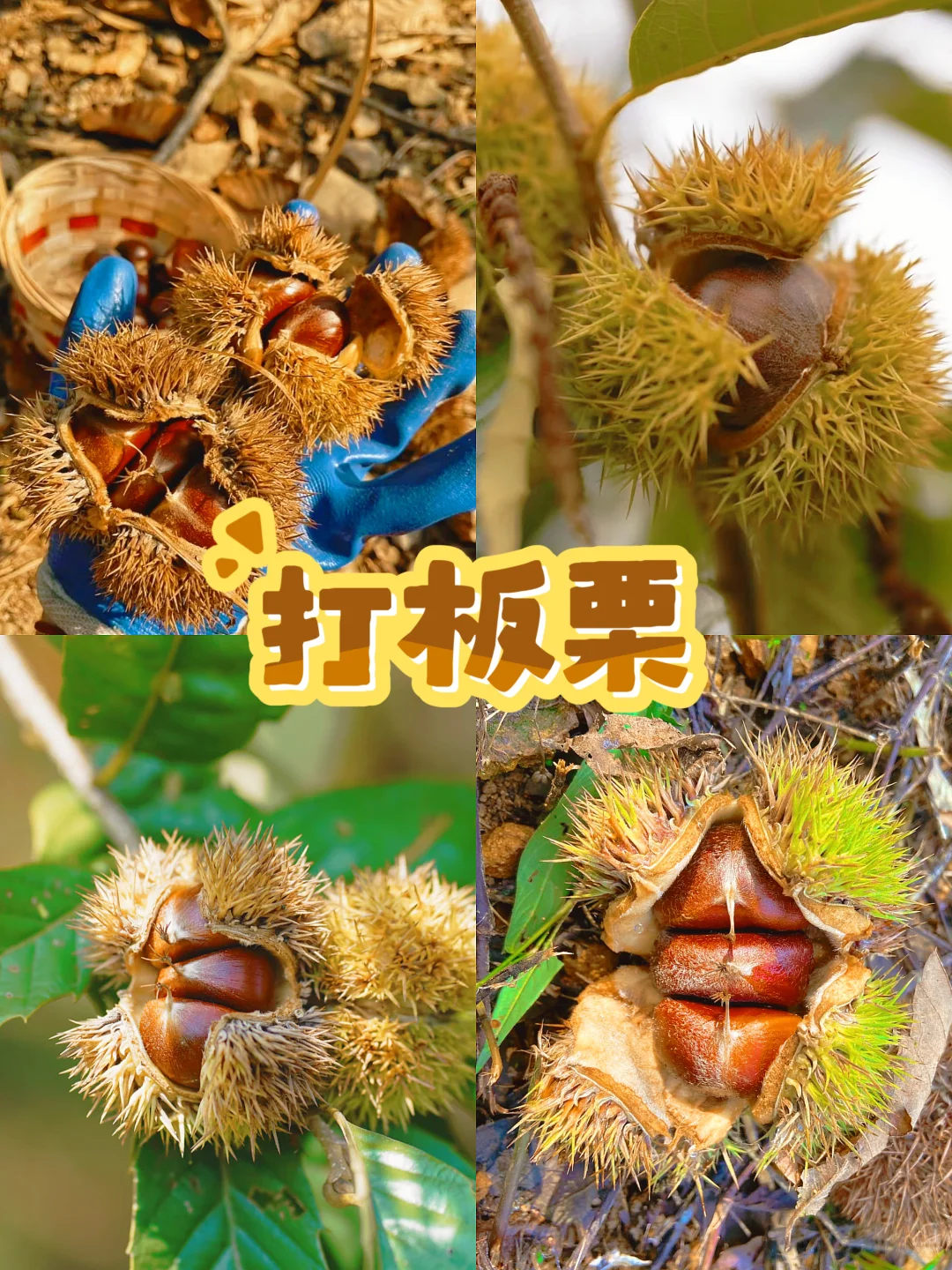 杭州秋季亲子活动‼️带娃打卡12项农事体验?