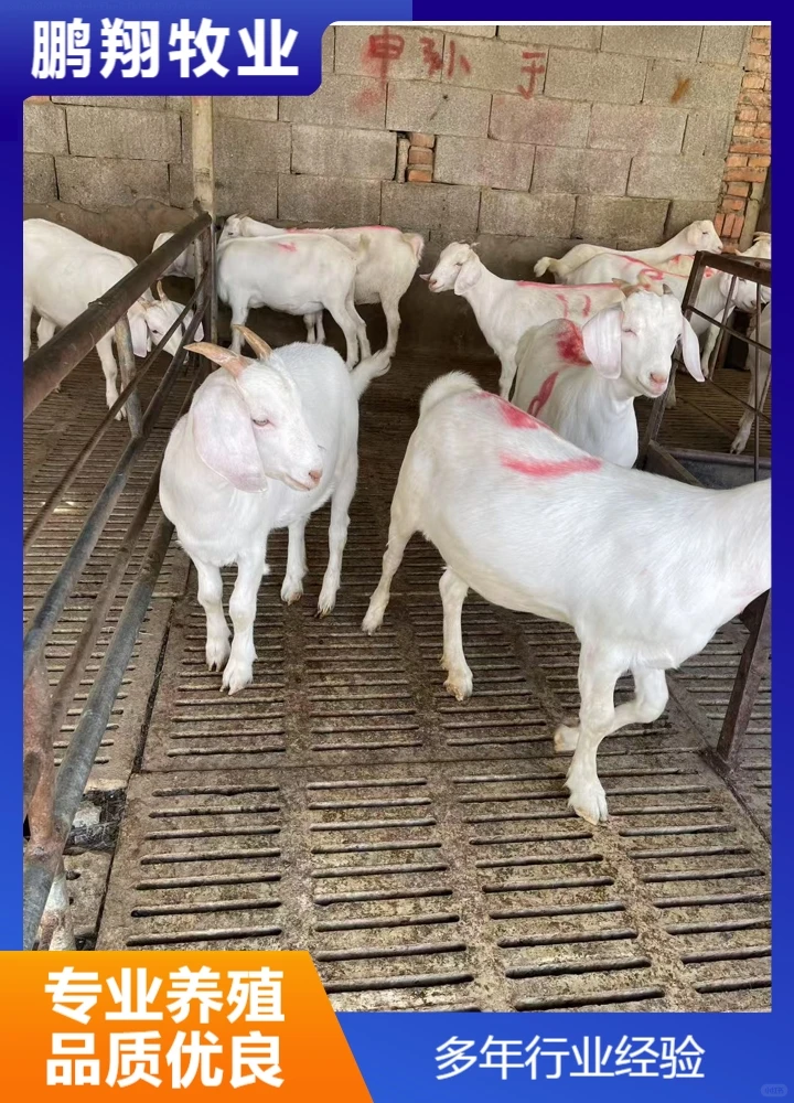 鹏翔牧业宠物羊