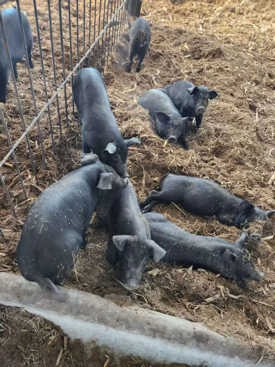 发酵床技术，真的能让你少走超多弯路！！！