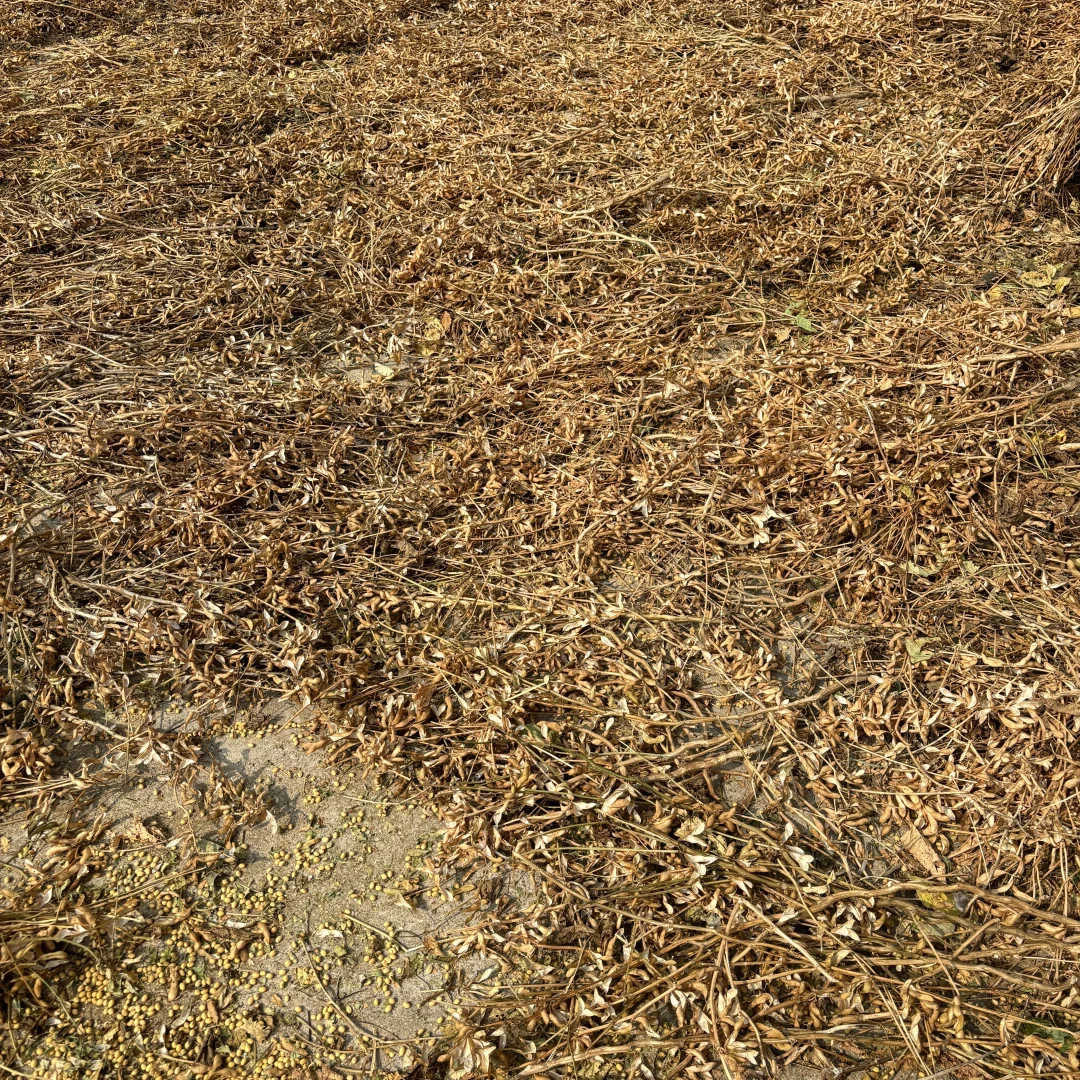 纯正黄豆 农村黄豆