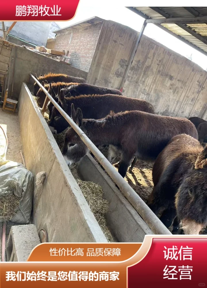 鹏翔牧业毛驴