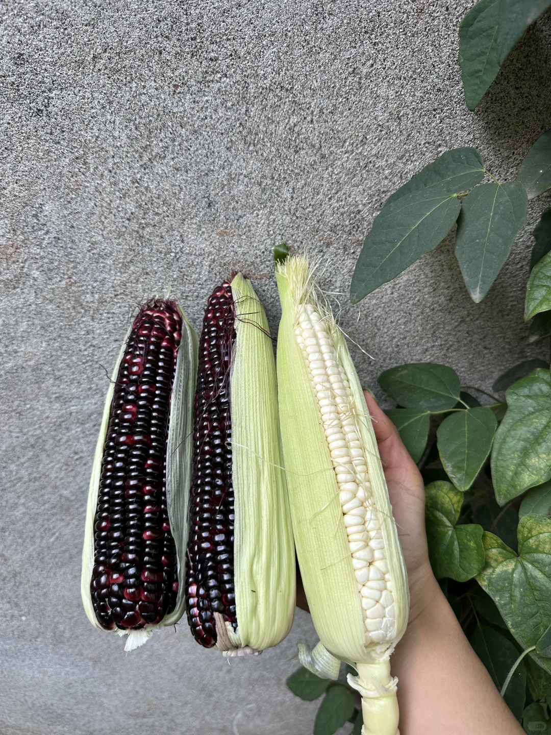 正是吃玉米的大好时节呀