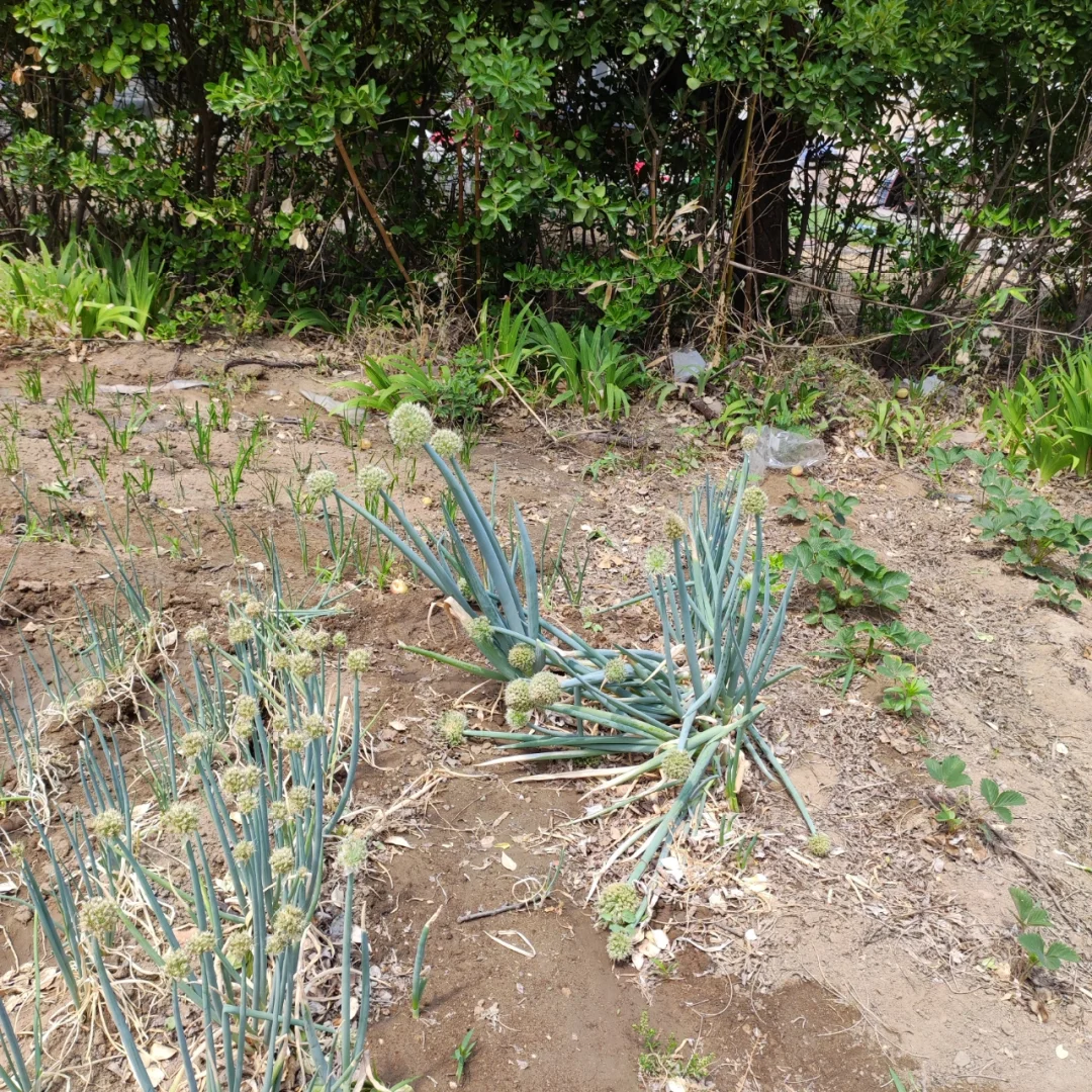 5种农作物+1种花