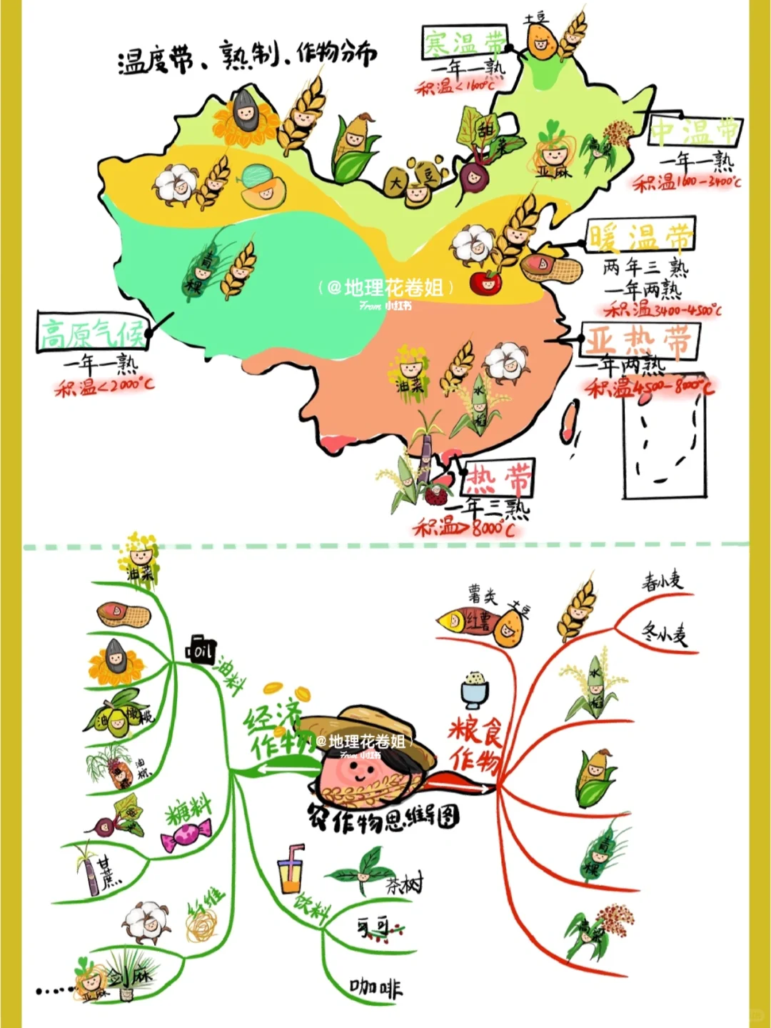 【中国地理农业篇】初高中必备?农作物