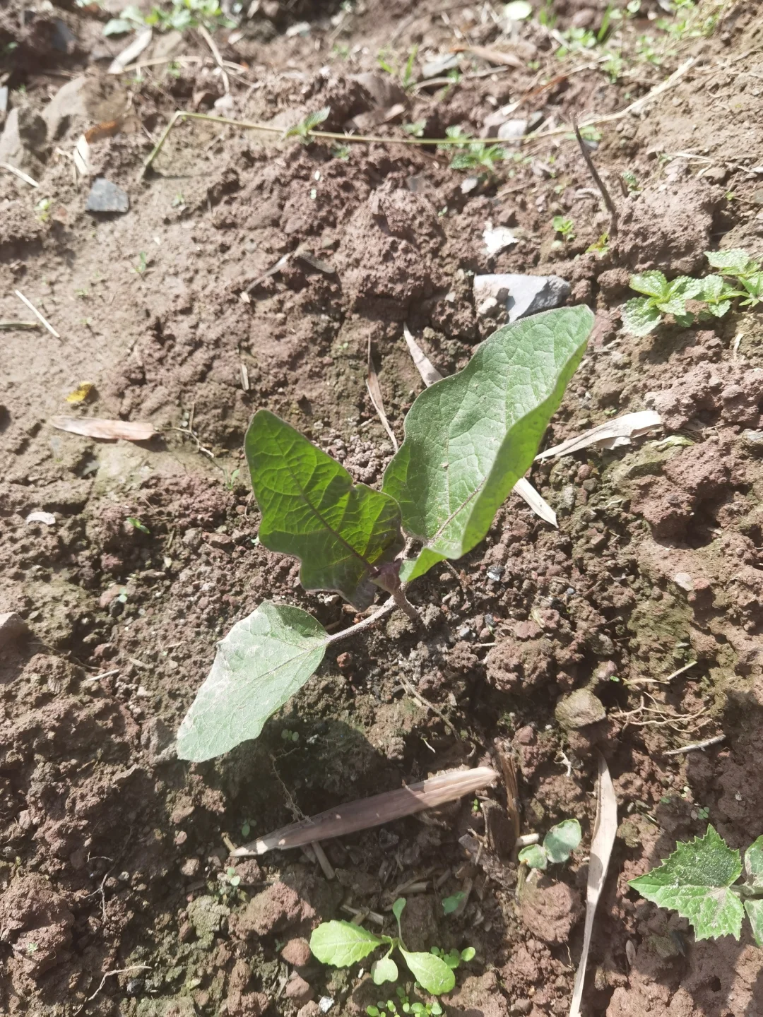 大家来猜猜这些分别是什么农作物