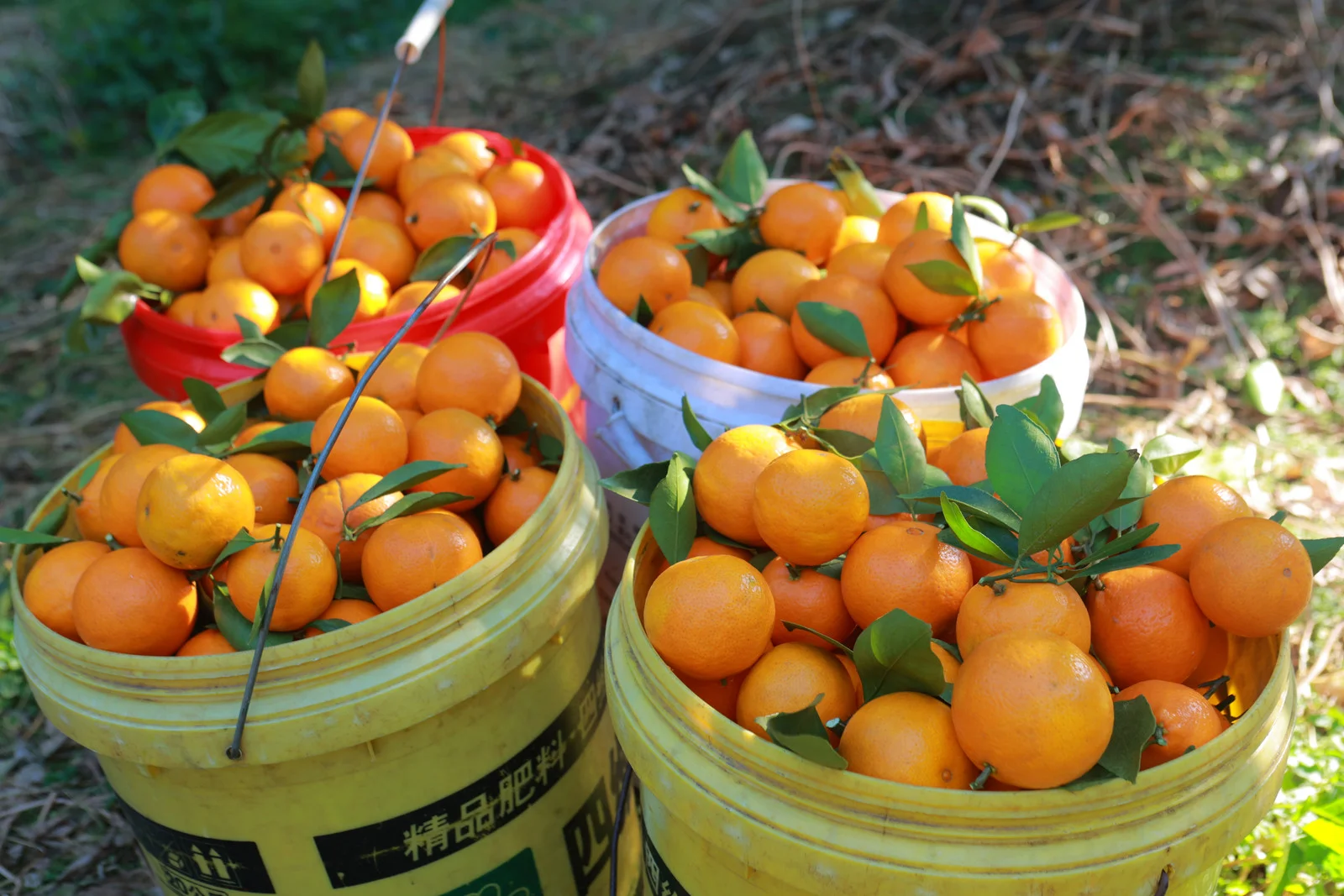 ? 直播助农,1小时卖出400斤皇帝柑!