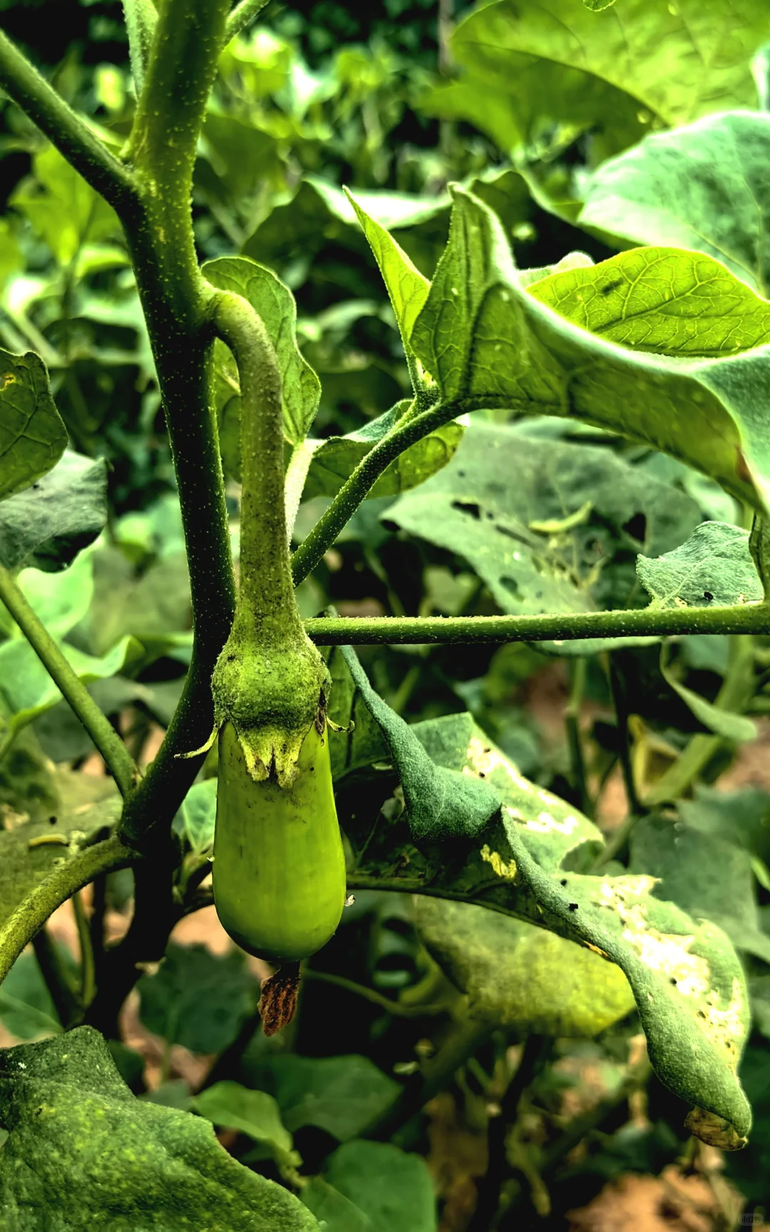 经常在吃 但你认得出几个？??