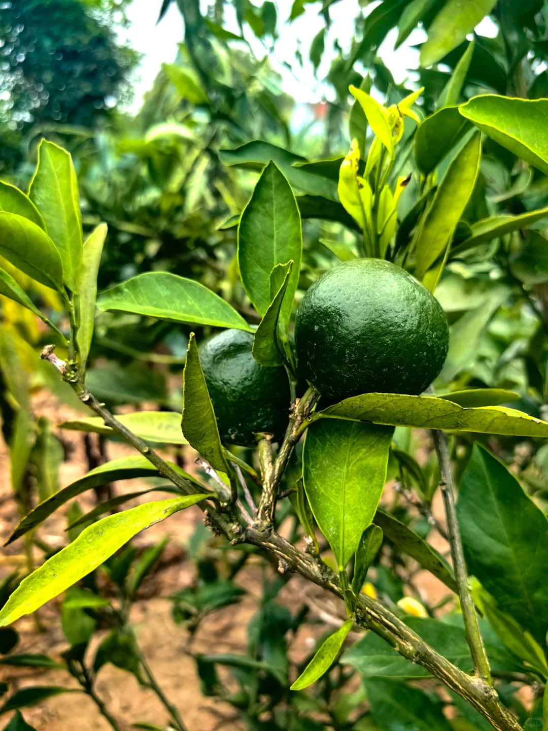 经常在吃 但你认得出几个？??