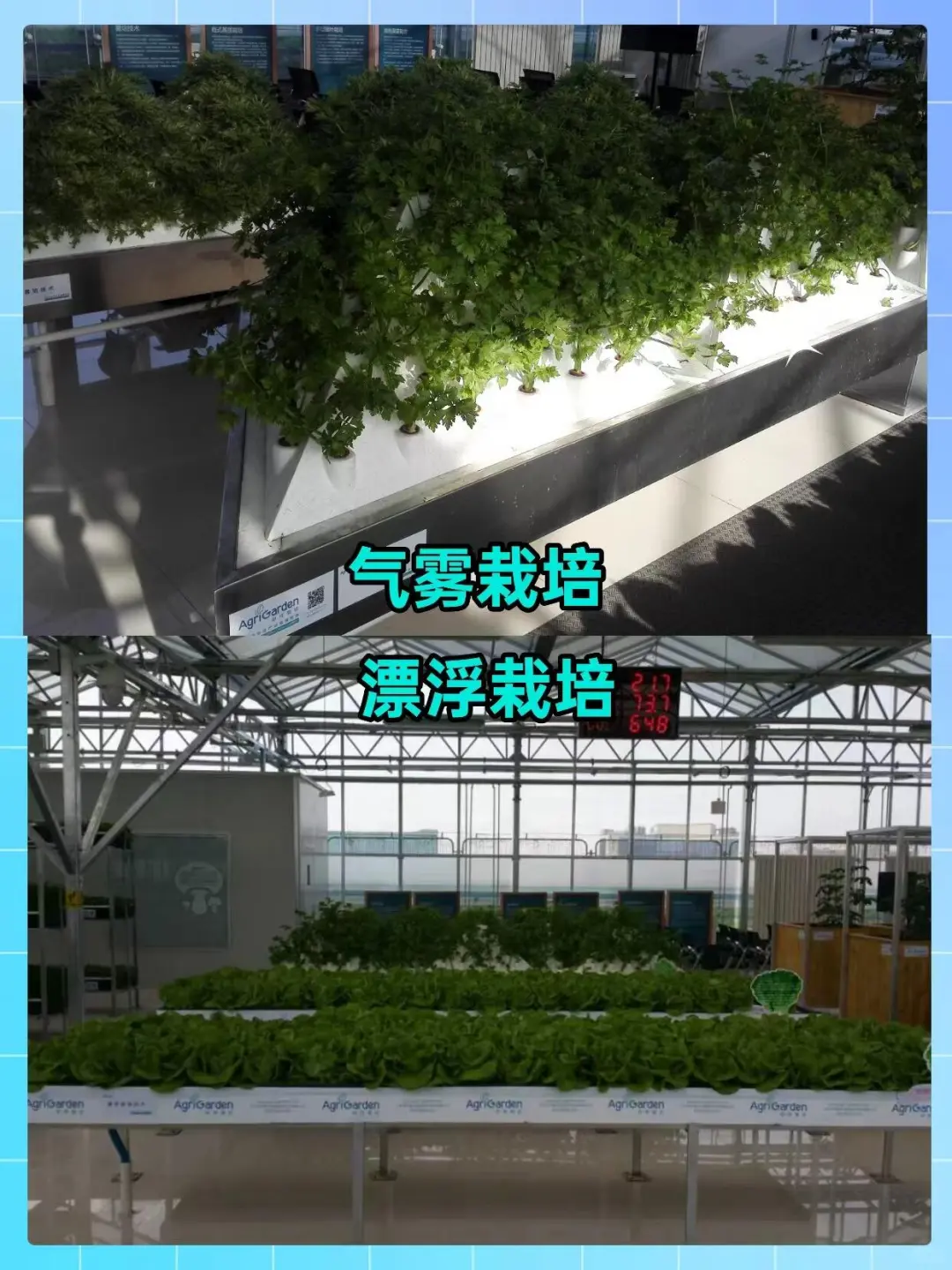 实验楼顶居然打造成了校园农场