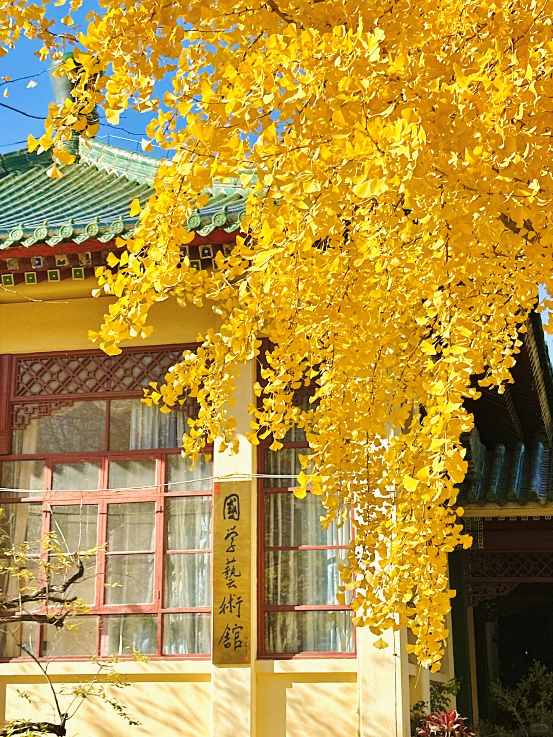 11.13实况｜天呐❗️农展馆银杏还美在巅峰‼️