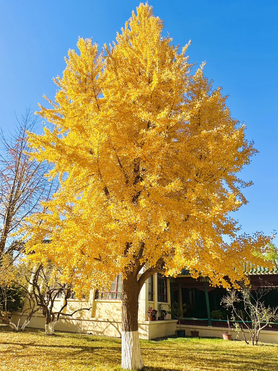 11.13实况｜天呐❗️农展馆银杏还美在巅峰‼️