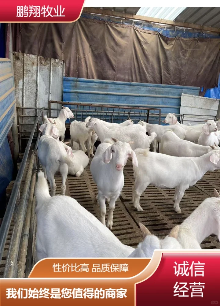 鹏翔牧业绵羊