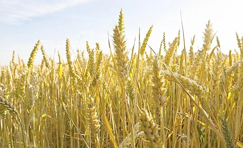 你知道粟、黍、小麦，水稻分别是指什么吗？