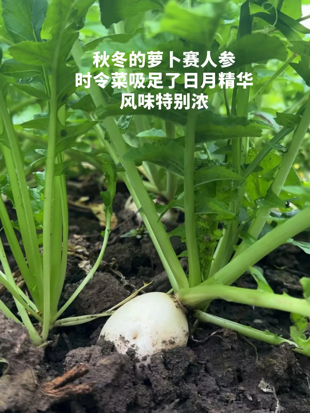 吃一些，有生命力的菜?