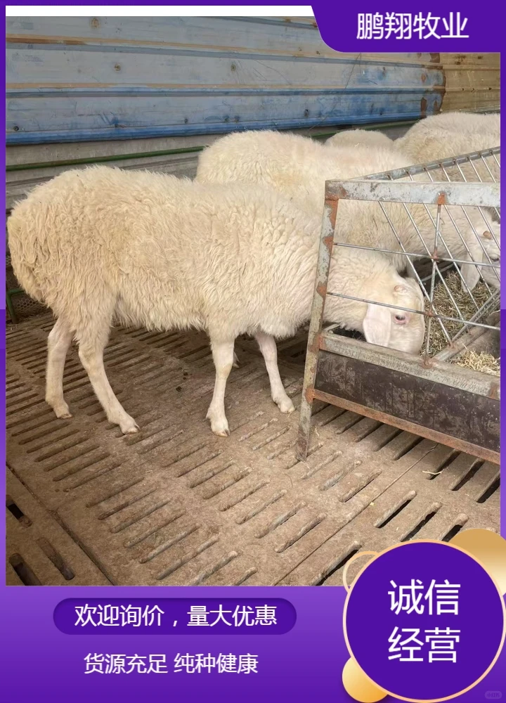 鹏翔牧业黑山羊