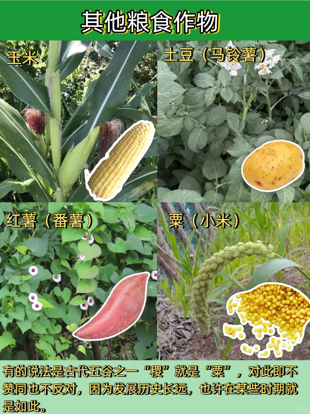 五谷丰登是哪“五谷”？