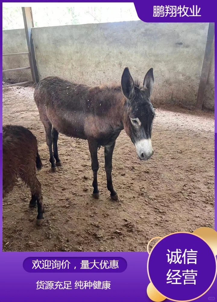 鹏翔牧业肉驴
