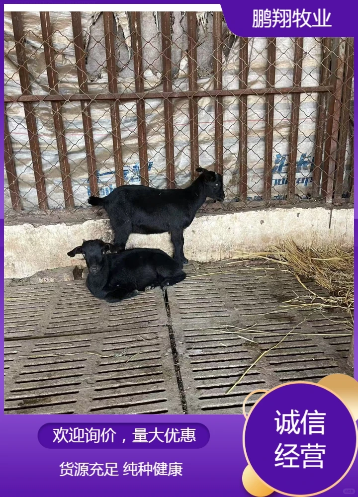 鹏翔牧业黑山羊