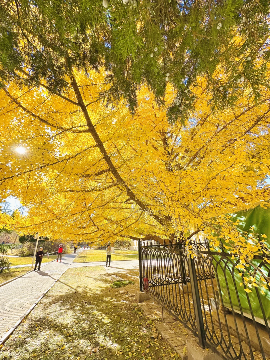 11.13实况｜天呐❗️农展馆银杏还美在巅峰‼️