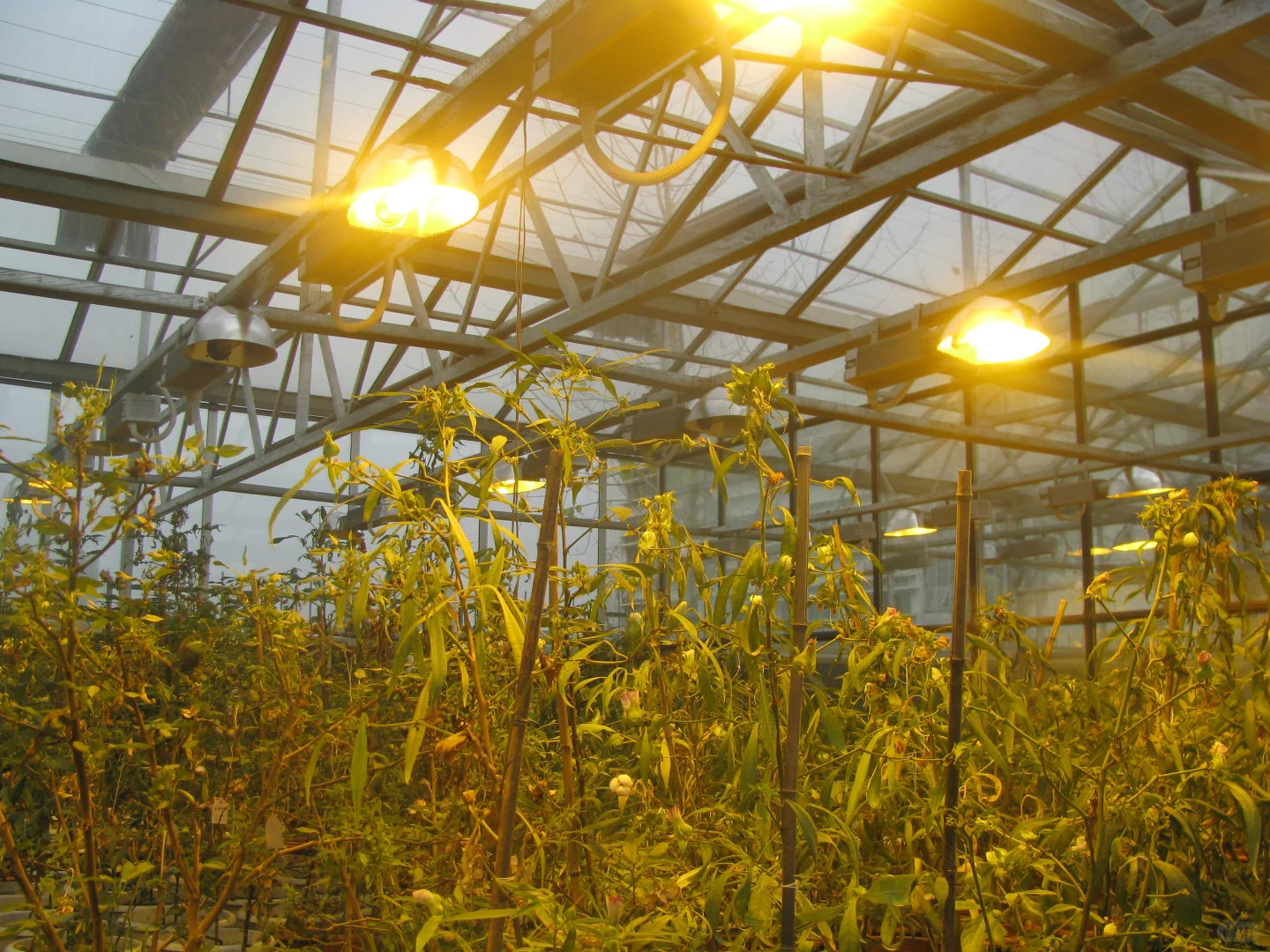 草莓种植槽，大棚栽培水槽：大棚工厂发货