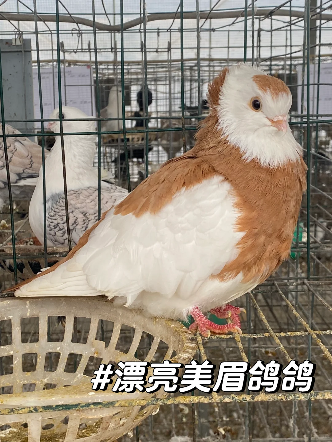 动医实习 | 动物医学女大学生鸽厂实习lv.1