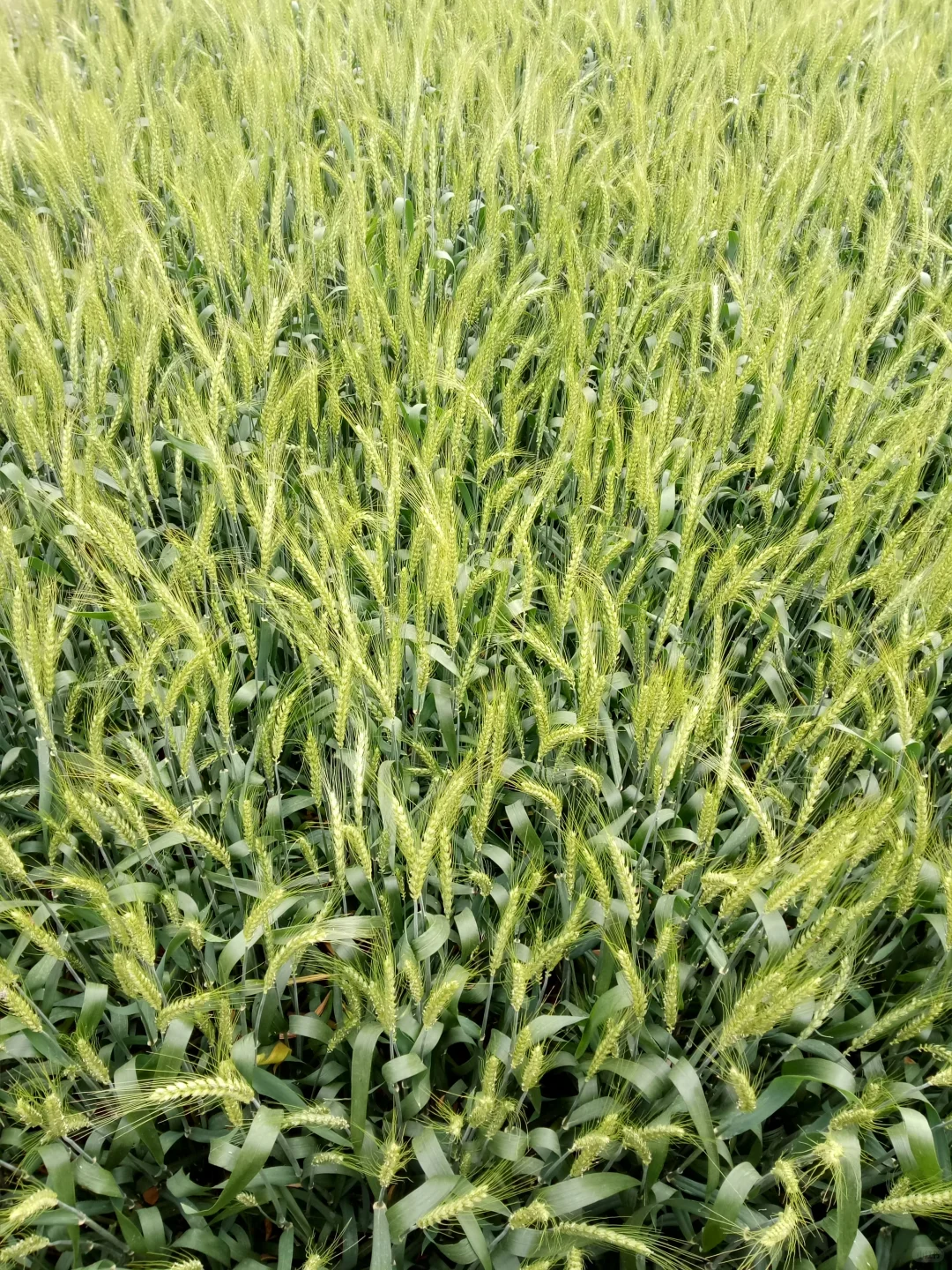 家乡的麦子开花了