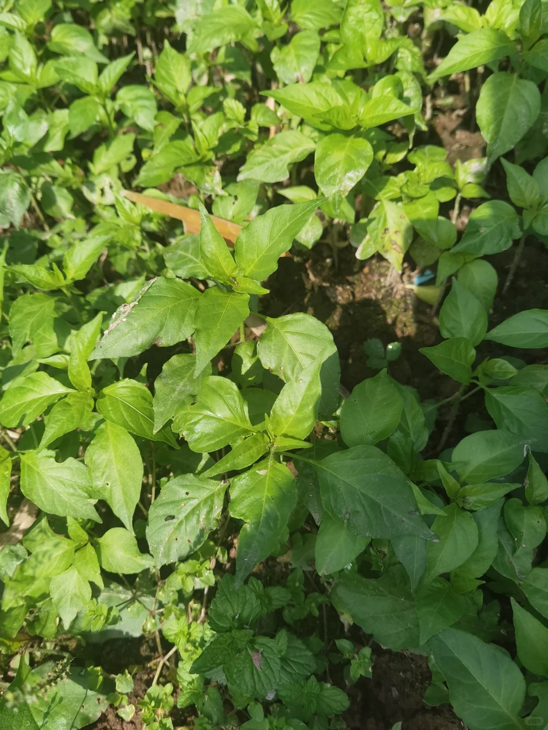 大家来猜猜这些分别是什么农作物