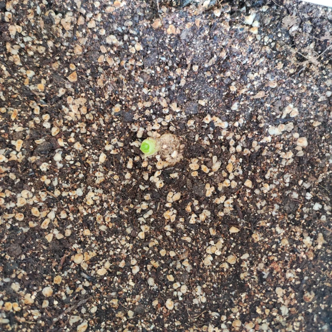 5种农作物+1种花