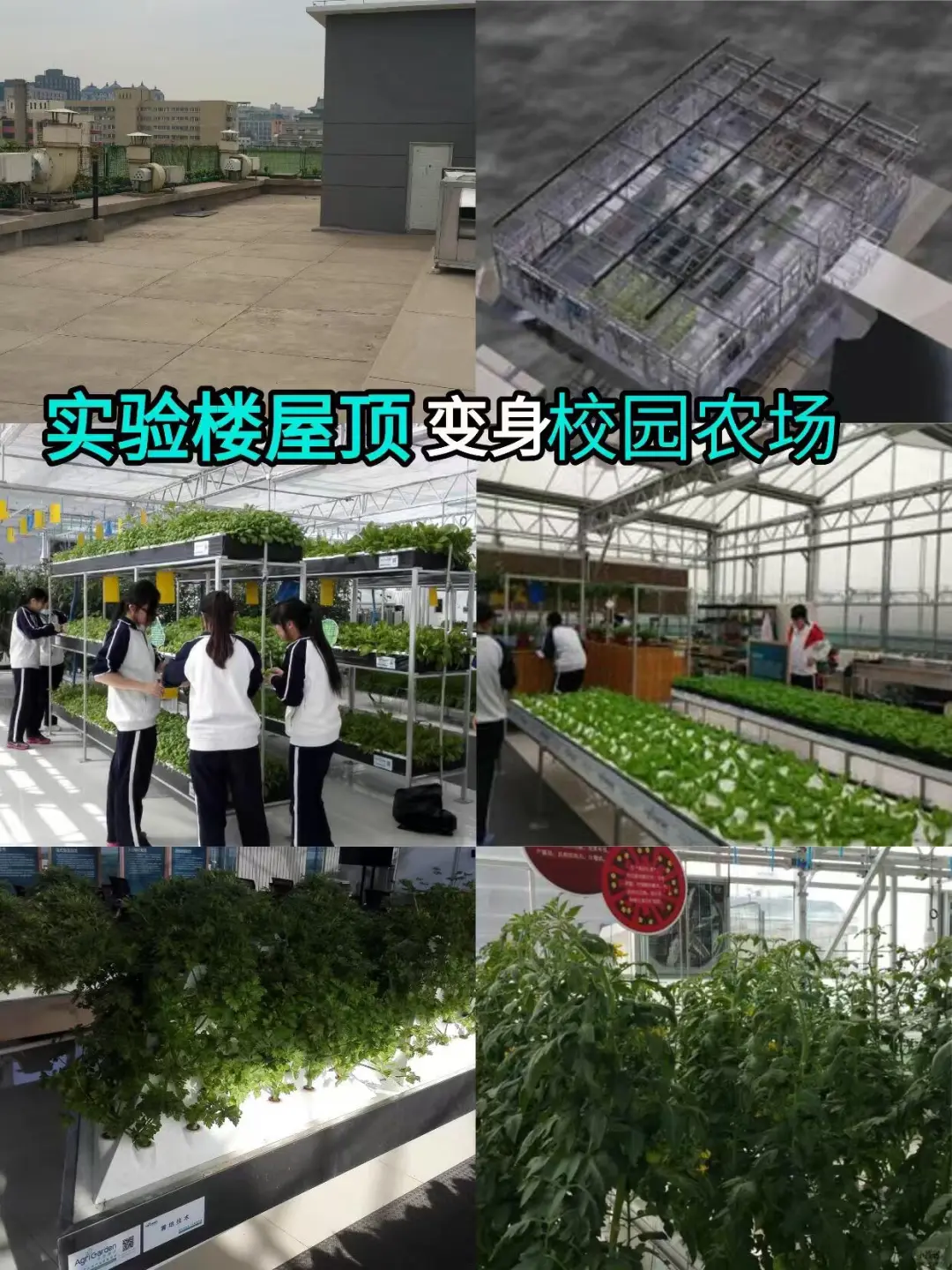 实验楼顶居然打造成了校园农场