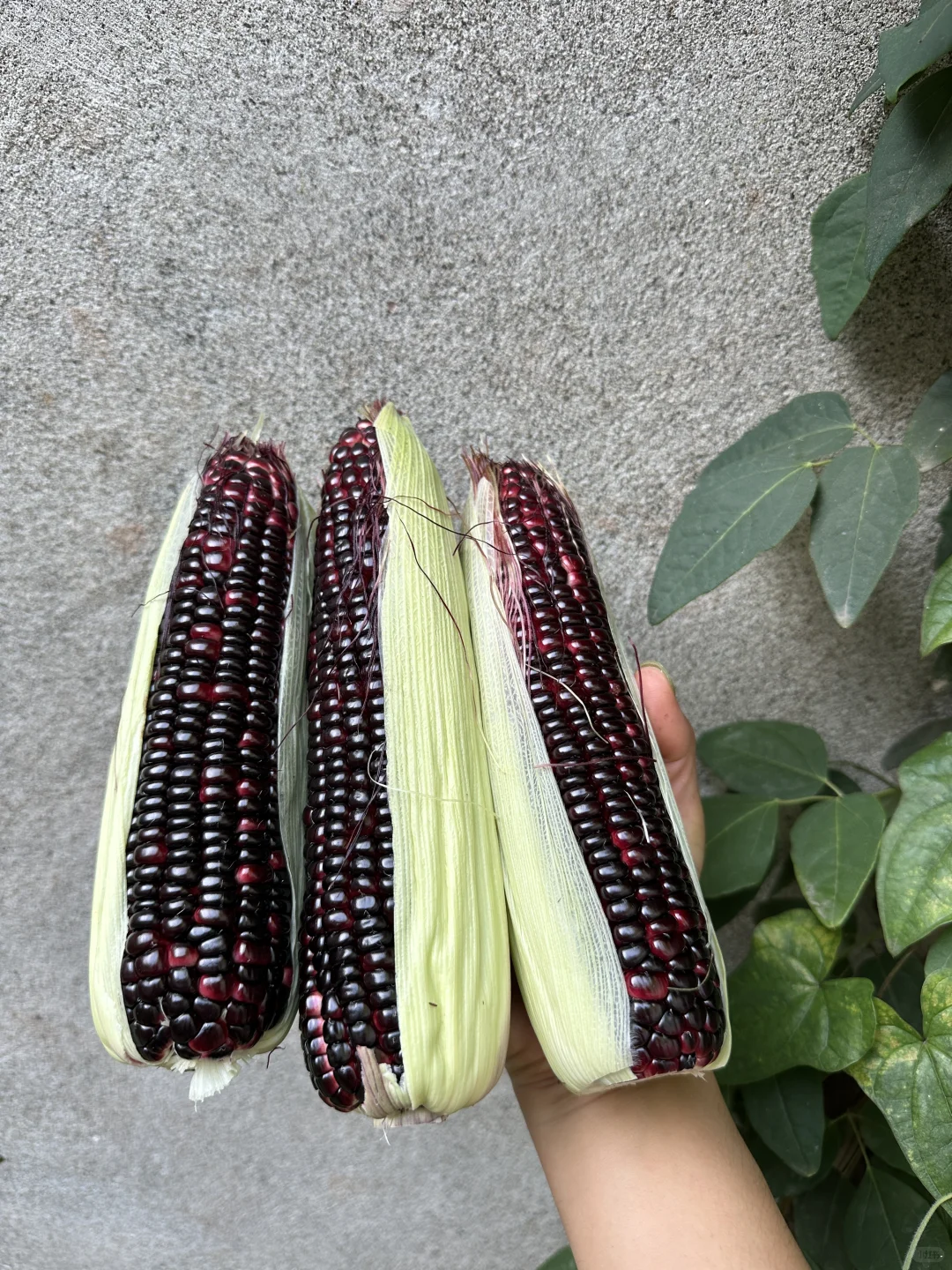 正是吃玉米的大好时节呀