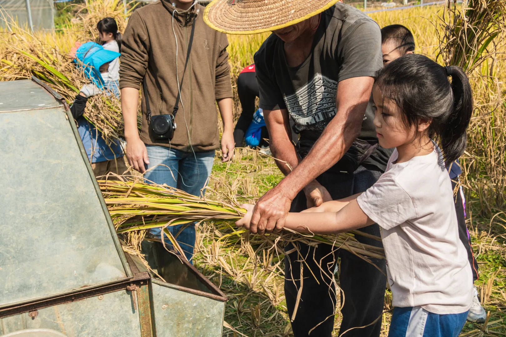 一起来割稻子吧