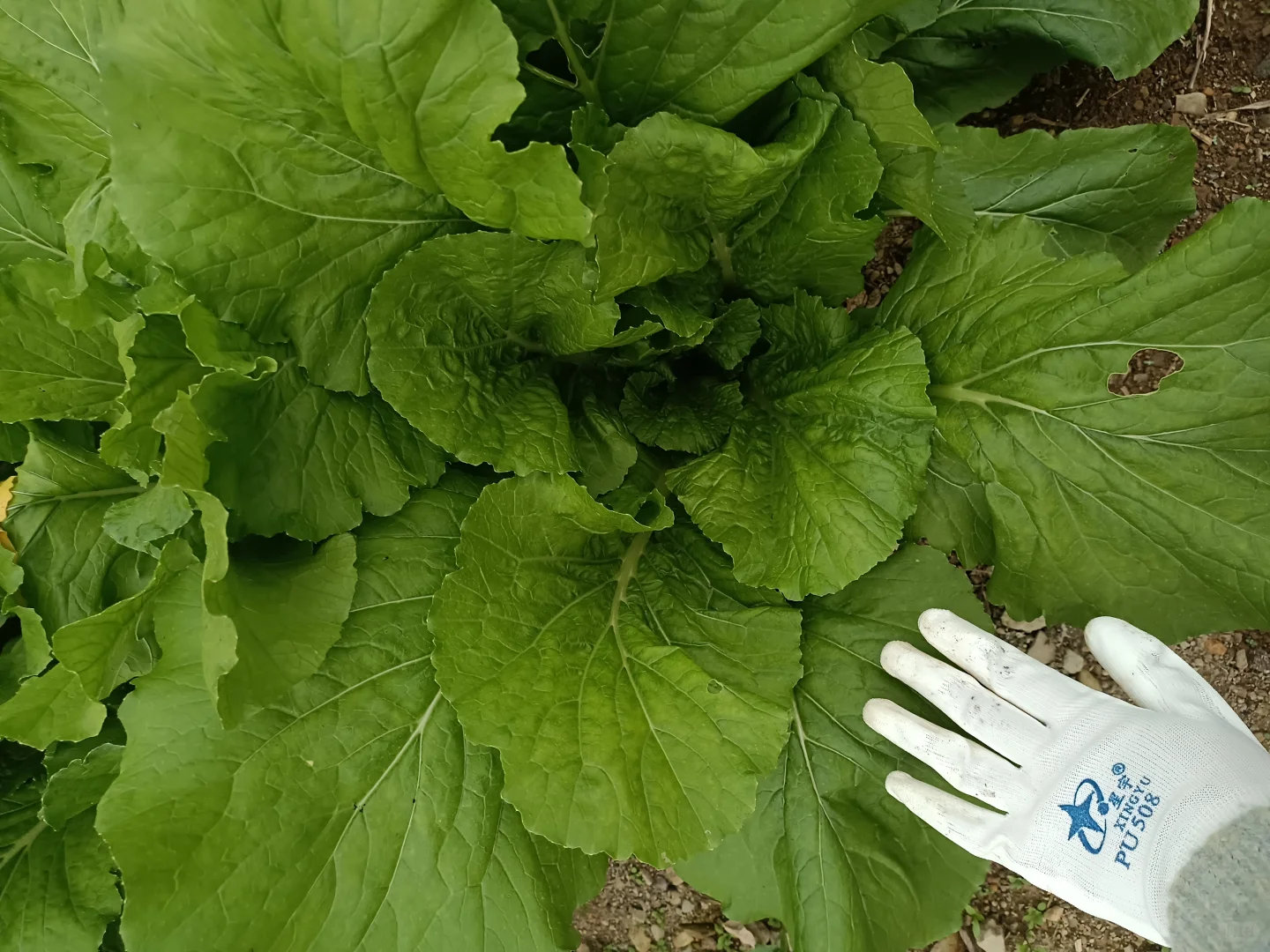 买种子送的快菜种子种出了超级大颗的菜