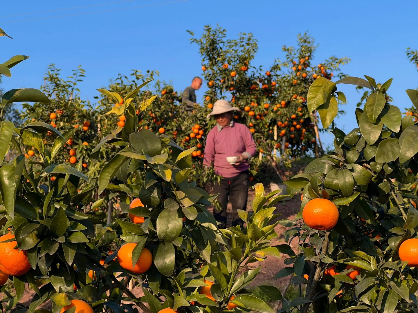 原来助农都是真的…