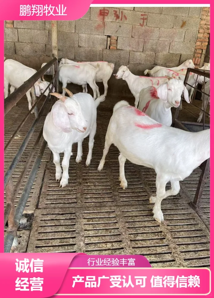 鹏翔牧业波尔山羊