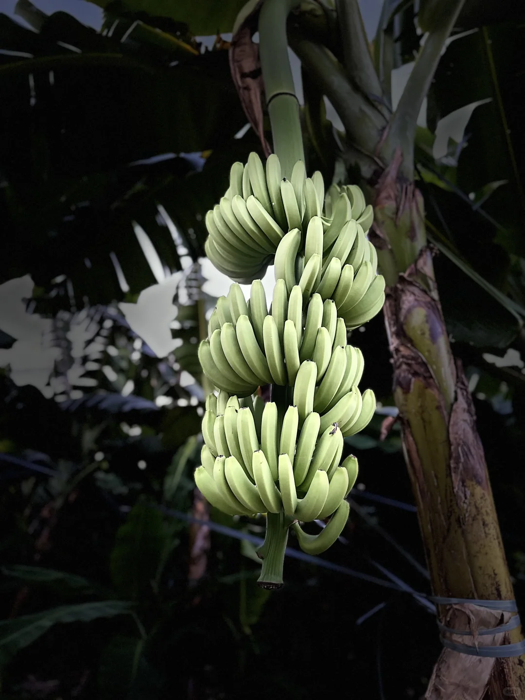 黑鹿工厂～回村继承农业版