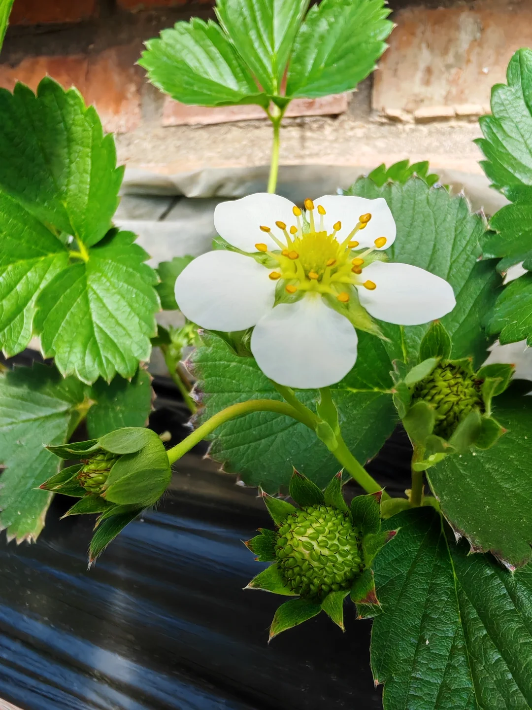 在温室大棚的感觉真的太好了!