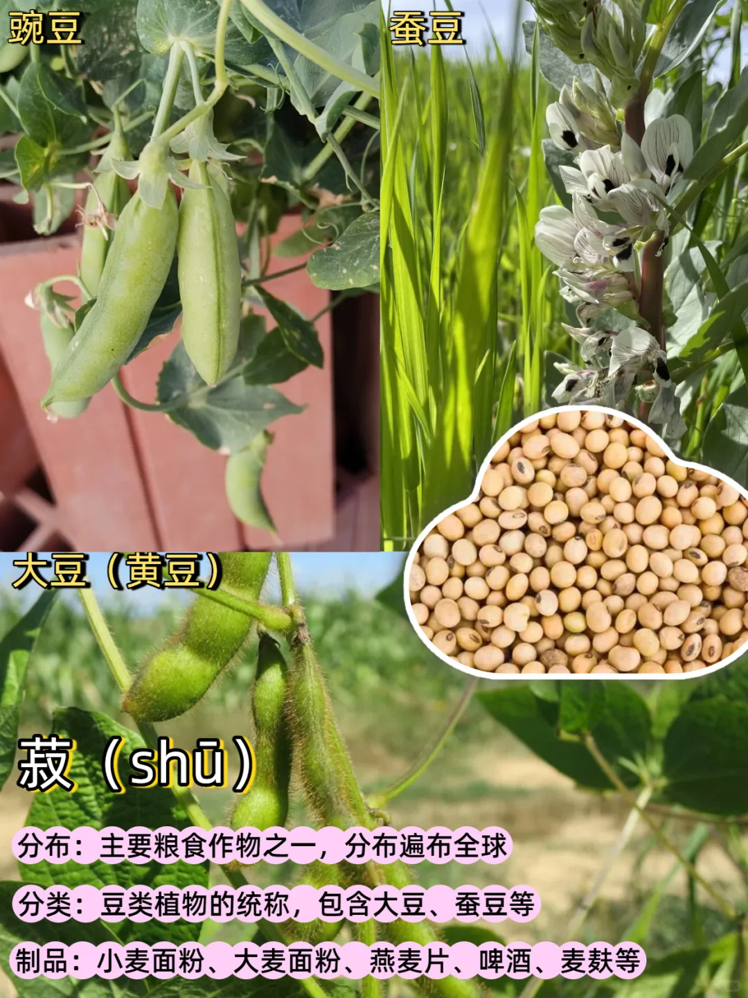 五谷丰登是哪“五谷”？